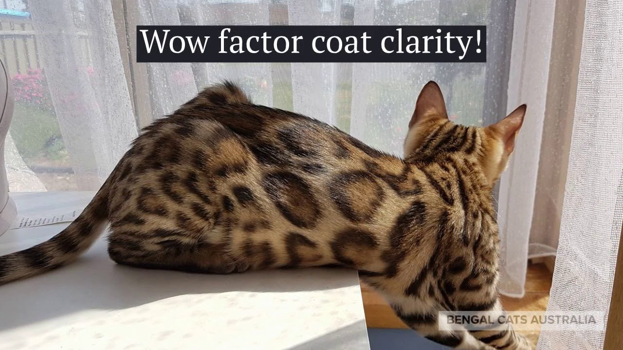 Ashmiyah Bengal Cats  |  Ashmiyah Sneaky