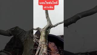 บอนไซต้นโพธิ์เกาะหินกำลังสร้าง