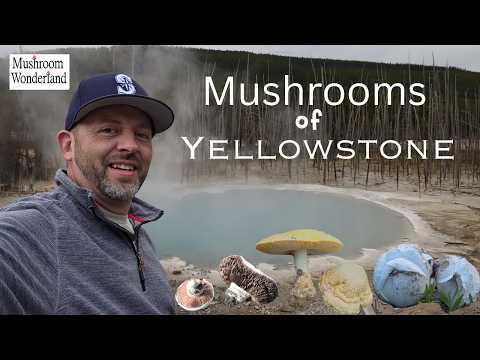 Yellowstone Mushrooms- My trip to Yellowstone Natl Park and discovering all the mushrooms I could