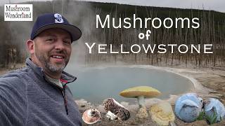 Yellowstone Mushrooms- My trip to Yellowstone Natl Park and discovering all the mushrooms I could