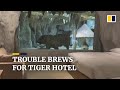Kineski hotel nudi gostima "tigrovu sobu" sa pogledom na njih