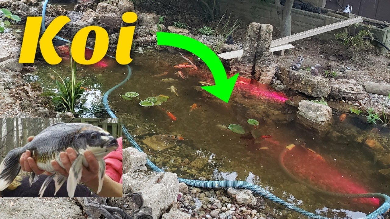 Stocking 3,500g pond with EXPENSIVE KOI YouTube