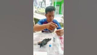 cara mengawetkan burung ruak-ruak dengan alkohol