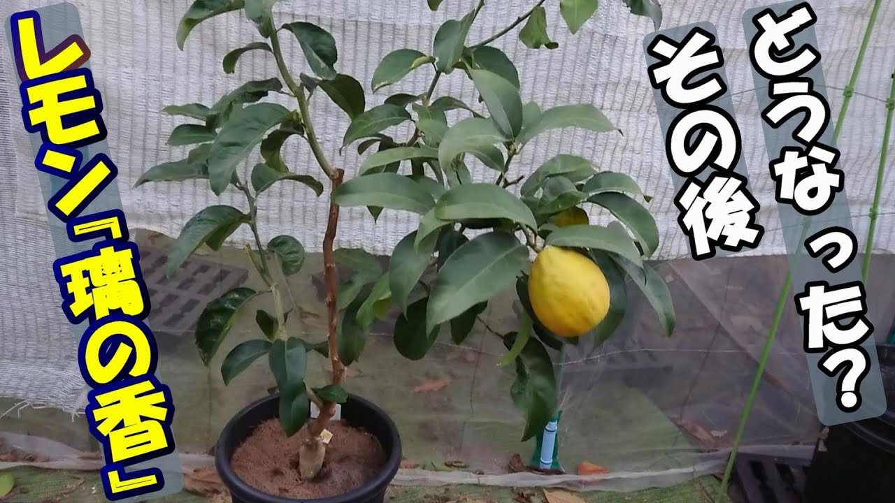 レモン🍋『璃の香(りのか)』その後ど～なった？ ♪はちみつレモン