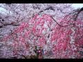 チャンチキおけさ seijirou