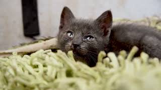 Httpsyoutubecomfreehdsnocopyrightsie9qhznt2rhzmrilz