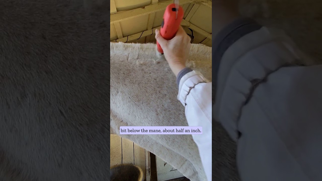 Horse clipping tips - blending the mane                             