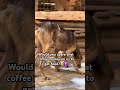 Gofundme link in bio #dogs #animals #pets #viral