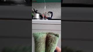 видео: Губка ИНВОЛВЕР компании Greenway в действии!!! Моем, чистим без химии! картинка: Губка ИНВОЛВЕР компании Greenway в действии!!! Моем, чистим без химии!