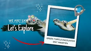 Green Sea Turtle Encounter in Sint Maarten - Saint Martin (Caribbean Ocean) - We Are! SXM