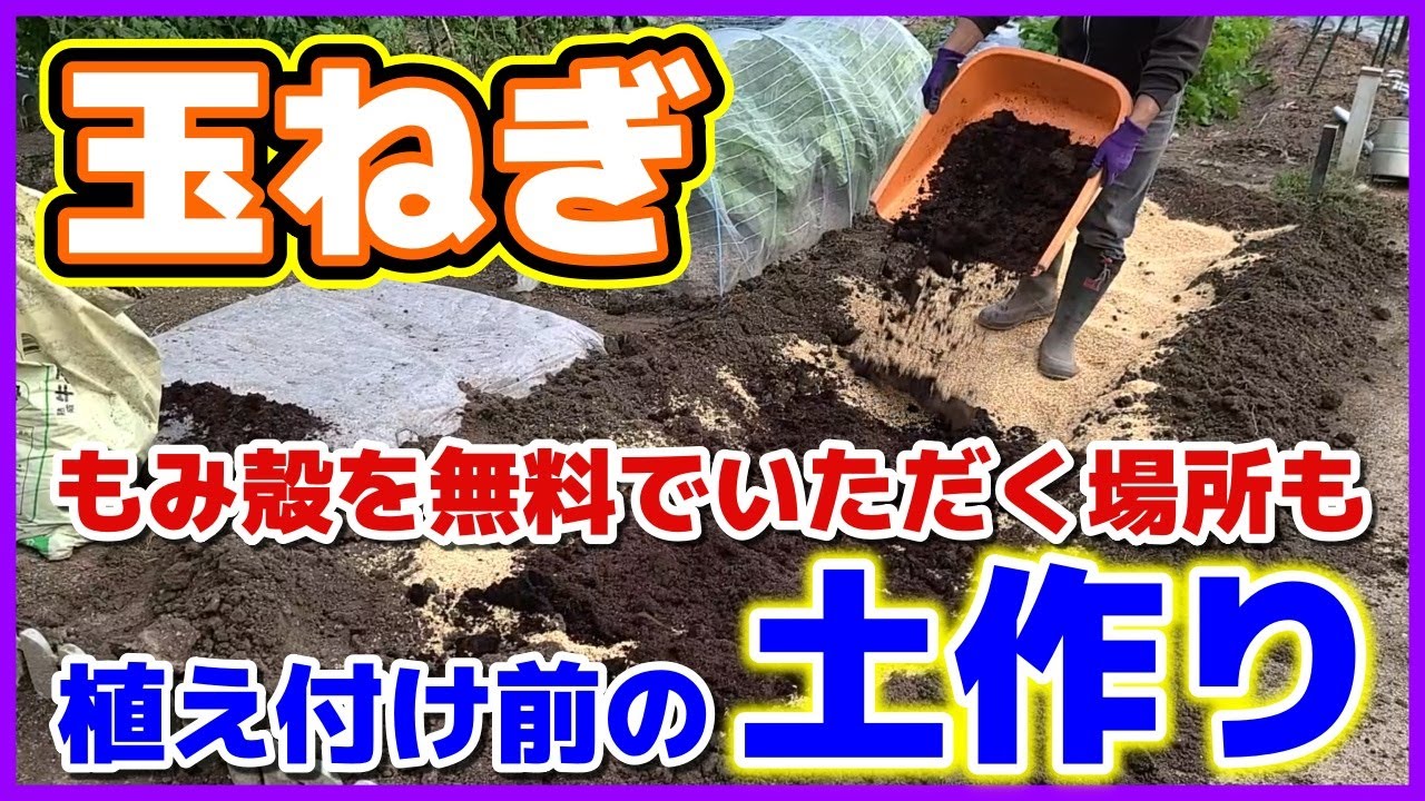 玉ねぎの植え付け前の土作り もみ殻を無料でいただく場所 タマネギ栽培の土づくり 玉ネギ 玉葱 家庭菜園 Youtube
