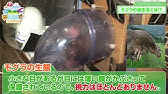 Golden Mole Tribute Youtube