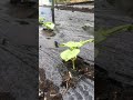 #shorts#ショート動画#雨の音#癒し  恵の雨を浴びるインゲンとマルチ