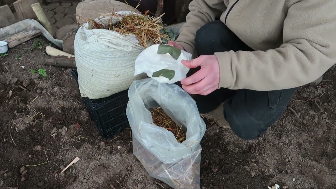 Cum am crescut Pleurotus