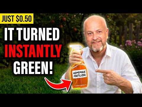 Poured a $0.50 Homemade Fertilizer on Dead Grass - It Turned Green Instantly!