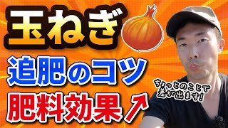 #23.【玉ねぎ栽培】肥料効果UP！追肥のコツ【3回目の追肥】家庭菜園
