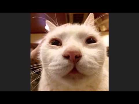 おれ、ねこ ライス