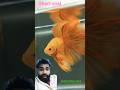 music #short #video# viral fish# short🐟🐟🙏👍#
