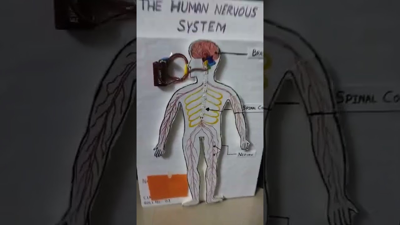 working model of human nervous system