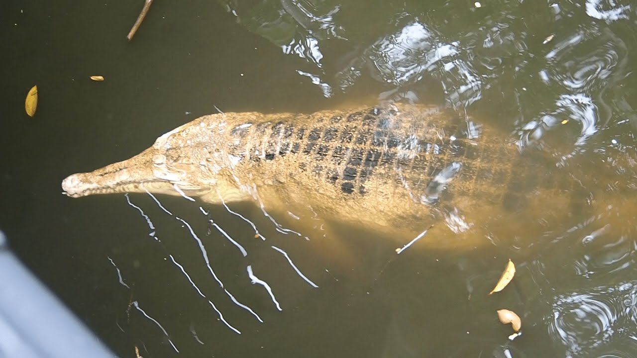 EP62 | False gharial (freshwater crocodilian) of Singapore Zoo