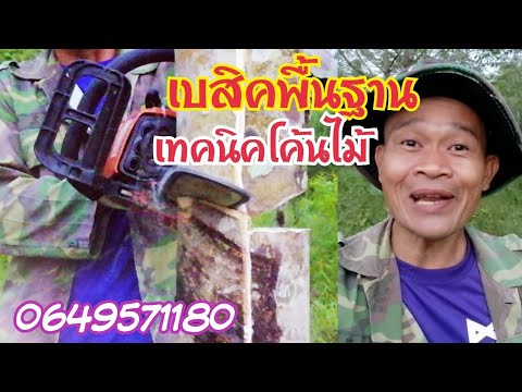 เบสิค​พื้นฐาน​-วิธีตัดโค้นไม้​