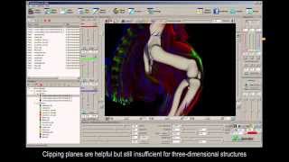 FluoRender mouse limb atlas volume plus surface model rendering with multiple channels and models