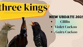 3 RAJA PUKUL || MATERI KEKINIAN 2025 CILILIN.VILOET CUCKOO.GUIRA CUCKOO @Thevoicemastering #fyp