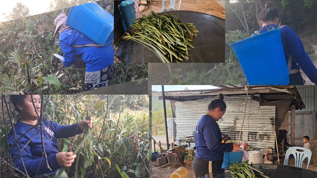 Niam tij hlis wb mus de kaus pos 1.3. 2026