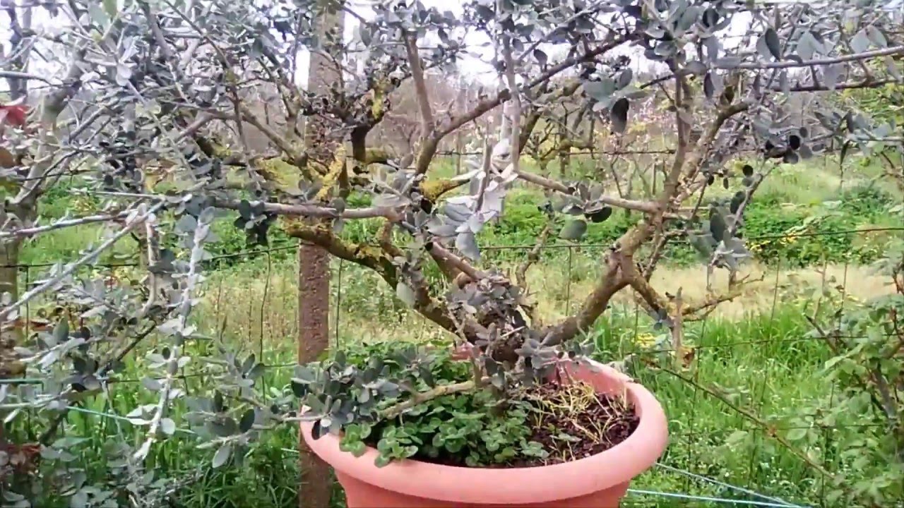 Piante Di Olivo Bonsai Youtube