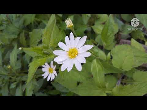 都忘れ/GLAY 弾き語り🌼