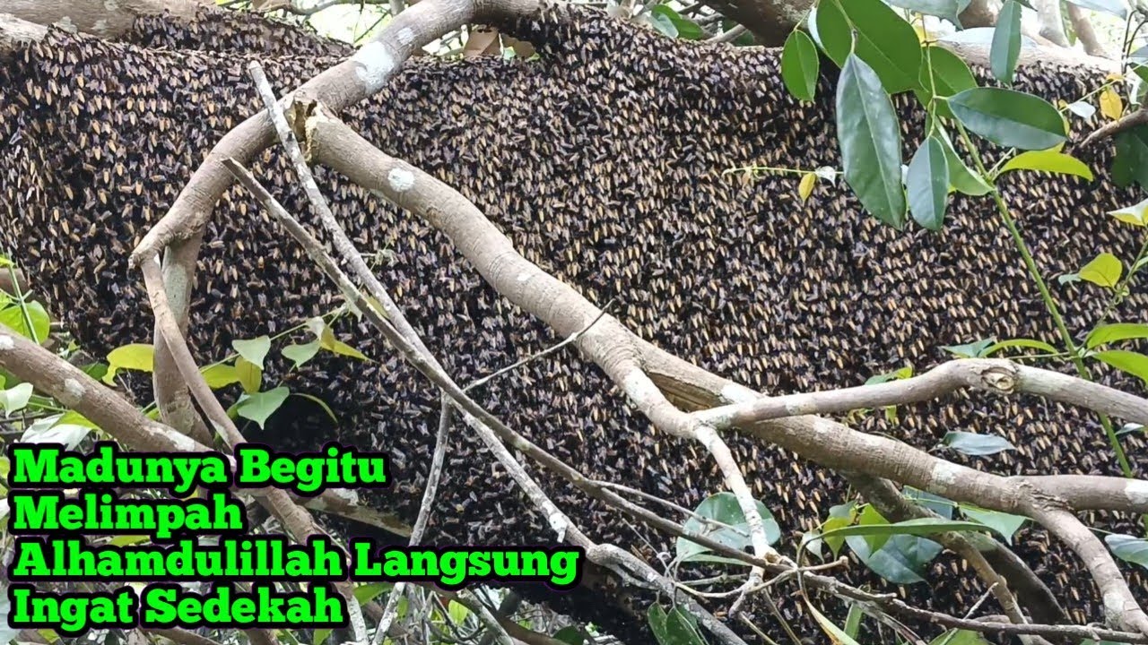Madunya Begitu Melimpah, Alhamdulillah Langsung Ingat Sedekah #bee#honey#lebah#hutan#panenmaduhutan