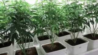 Dopest grow house ever