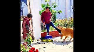 This dog is smarter than his owner!#dog#funny#cute#shorts#happy