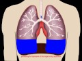 Lungs in motion  pleural fluid