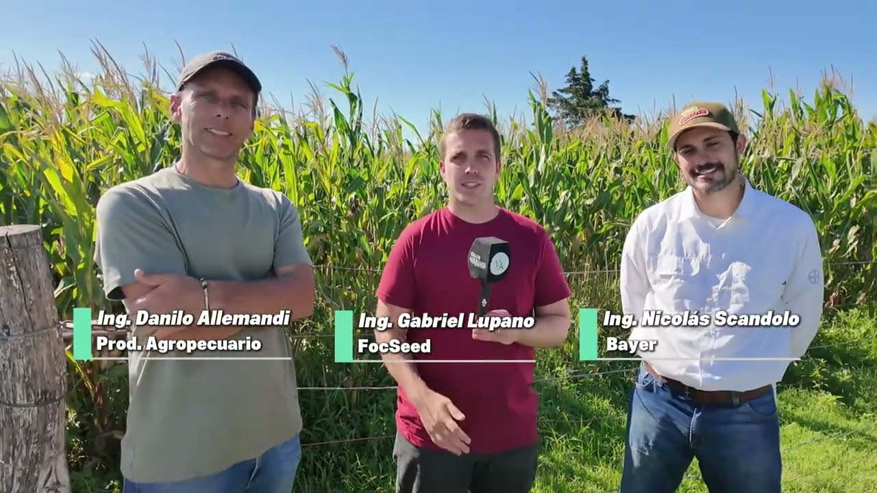 Bayer mostró la respuesta del maíz a fungicidas con un innovador sistema híbrido