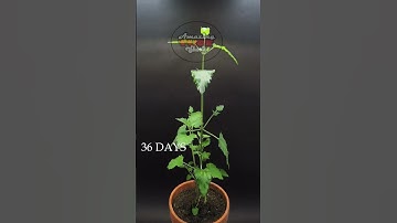 Growing Catnip Time Lapse   Seed To Flower In 56 Days #shorts   #satisfying