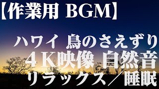 zoom 背景動画【４K絶景＆高音質 自然音】癒し鳥のさえずり(睡眠・瞑想・勉強・作業用）Quiet Forest Sound Meditation