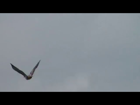 Buzzard flying