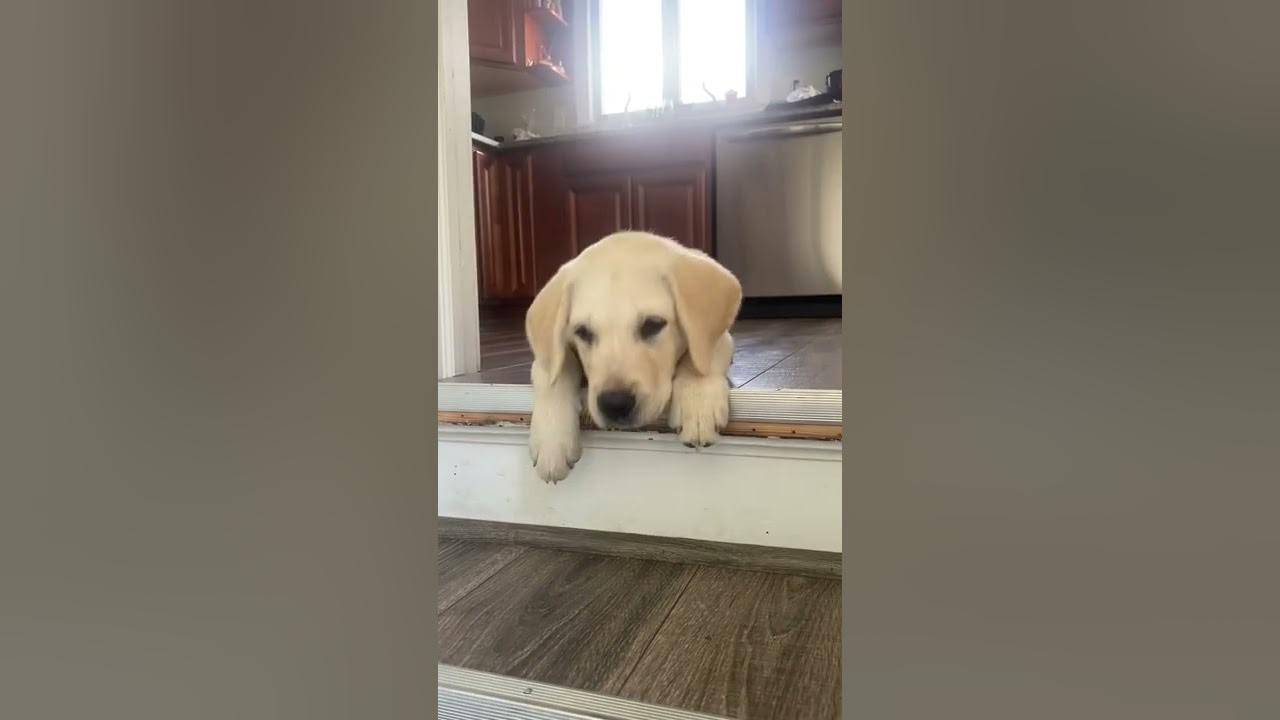 My dog won’t go down the stairs YouTube
