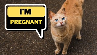 Protecting and caring for pregnant stray cats