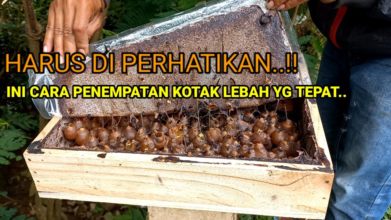 INI CARA PELETAKAN KOLONI LEBAH YG TEPAT.