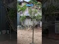 庭のお手入れ施工事例