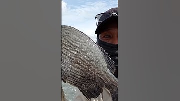 Câu Tráp Đầu Mùa #fishing #shorts #short