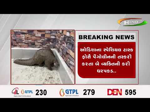 ઓડિશાના સ્પેશિયલ ટાસ્ક ફોર્સે પેંગોલીનની તસ્કરી કરતા બે વ્યક્તિની કરી ધરપકડ..