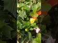 hibiscus flower #trending #viral #nature #subscribe #foryou
