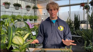 Happenin' Houseplants | 3 Things to Do When You Bring a Plant Home