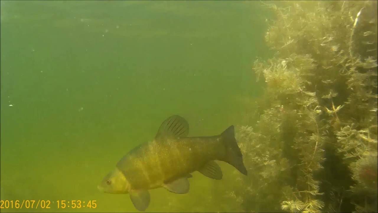 Nurkowanie  Jezioro Dgał  Wielki ( SJCAM 4000)