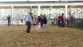 Alameda County Fair: Livermore FFA Goat Showmanship 2023