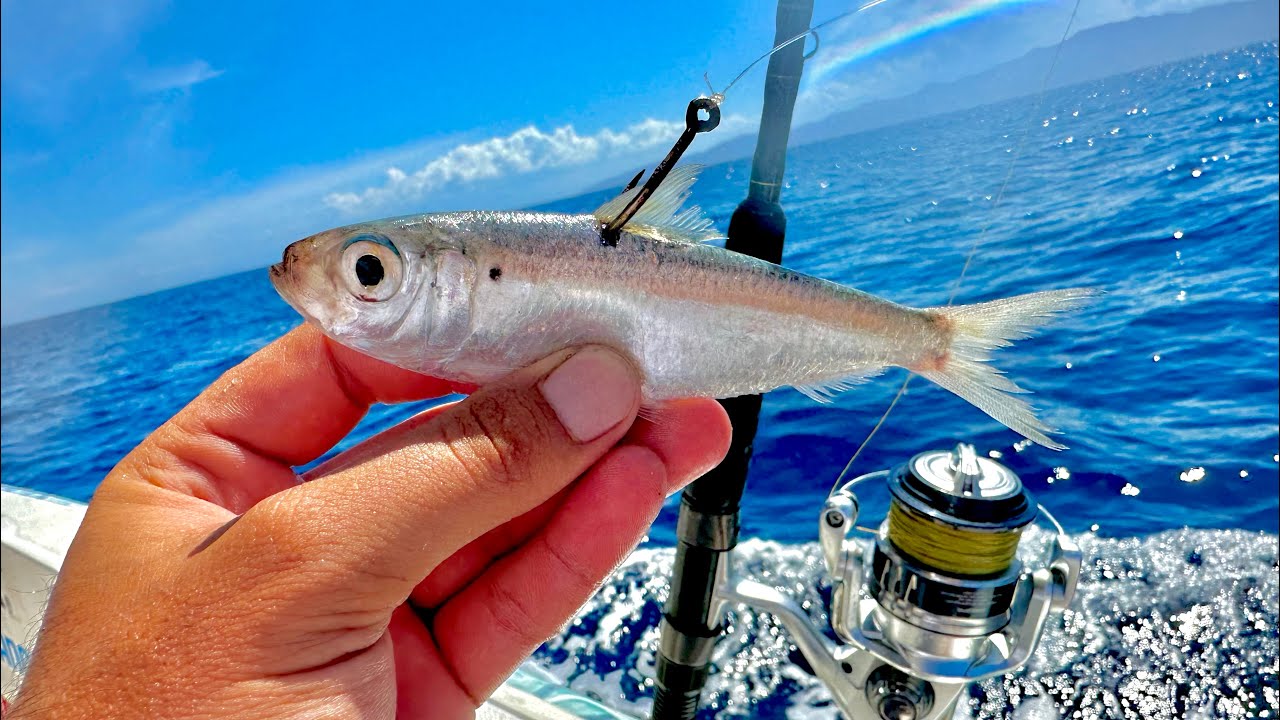 Pesca con SARDINA VIVA en LA PAZ BCS || Pescando en la VENTANA.