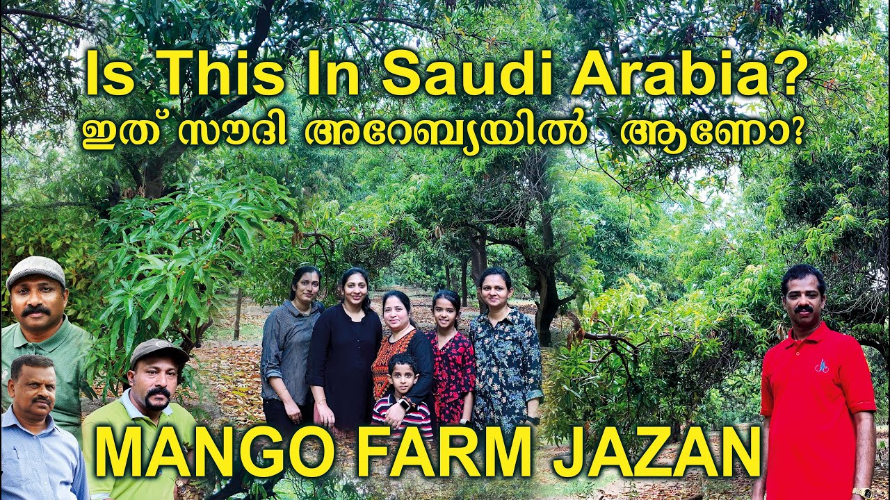Jazan Mango Farm |Jizan Mango Farm | Mango Farm |  Jiby George Vlogs
